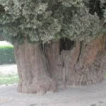 سرو خراسانی