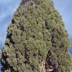 سرو خراسانی