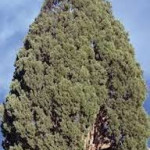 سرو خراسانی