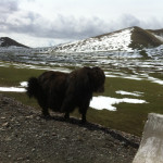 حیوانات بسیار نادری در این منطقه یافت می شود