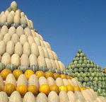 میوه های فرغانه شهرت فراوانی دارد