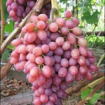 ، کشت غلات و انگور از گذشته های دور در فرغانه رایج بود